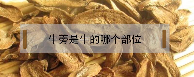 牛蒡是牛的哪个部位（广东牛蒡是牛的哪个部位）