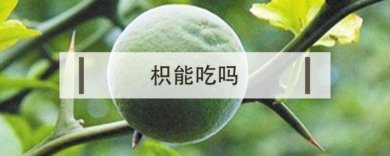 枳能吃吗 枳椇可以直接吃吗