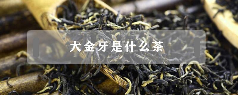 大金牙是什么茶 金芽红茶是什么茶