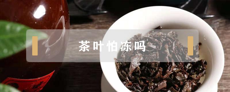 茶叶怕冻吗（茶叶怕冻吗茶叶搁冰柜里头怕冻吗）