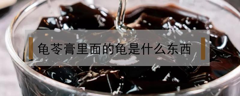 龟苓膏里面的龟是什么东西 龟苓膏里的龟是啥