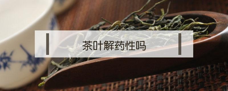 茶叶解药性吗（茶叶解药效吗?）