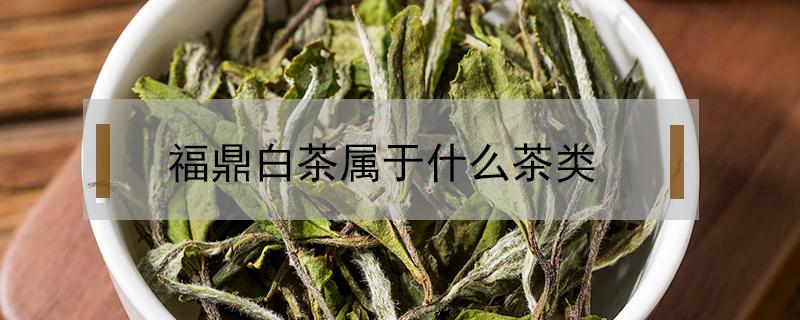 福鼎白茶属于什么茶类 福鼎白茶属于什么茶类热性还是凉性