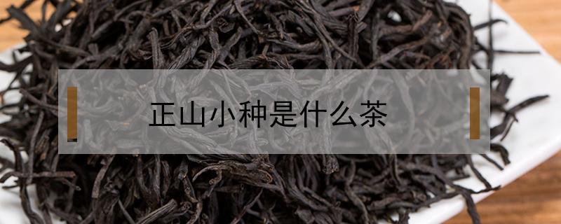 正山小种是什么茶（正山小种茶多少钱一斤）