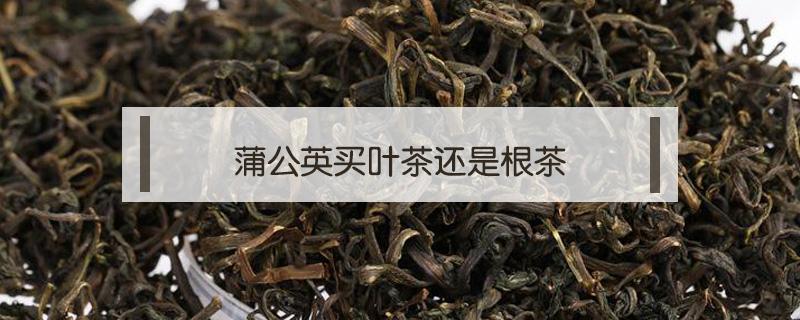 蒲公英买叶茶还是根茶（蒲公英买叶茶还是根茶治乳腺增生）