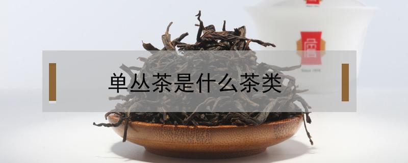 单丛茶是什么茶类（单丛茶是红茶还是绿茶）