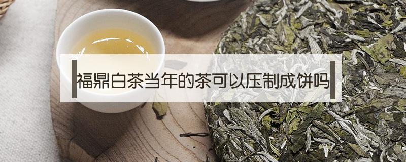 福鼎白茶当年的茶可以压制成饼吗（福鼎白茶当年的茶可以压制成饼吗）