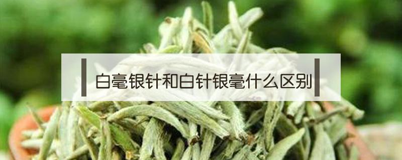 白毫银针和白针银毫什么区别（白毫银针和金针的区别）