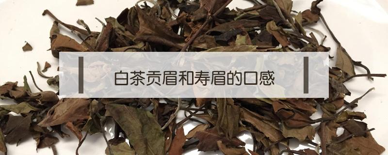 白茶贡眉和寿眉的口感（白茶的贡眉和寿眉哪个好）