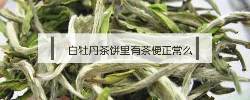 白牡丹茶饼里有茶梗正常么