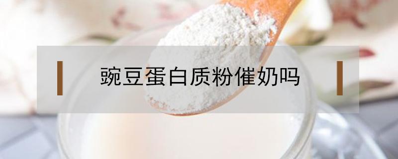 豌豆蛋白质粉催奶吗 豌豆蛋白粉可以催奶吗