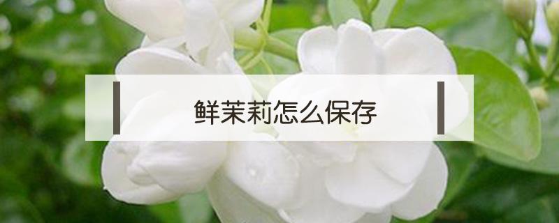 鲜茉莉怎么保存 鲜茉莉花怎样保存