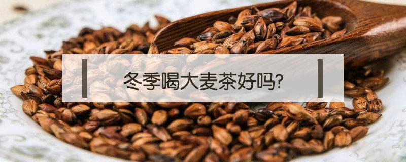 冬季喝大麦茶好吗?（秋冬季可以喝大麦茶吗）