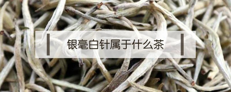 银毫白针属于什么茶 白毫银针是什么茶类