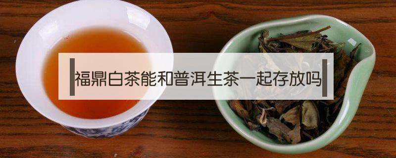 福鼎白茶能和普洱生茶一起存放吗 福鼎白茶能和普洱生茶一起存放吗百度