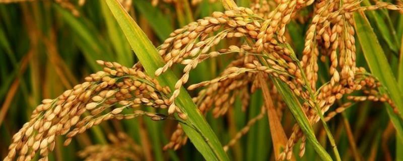旱稻一亩收多少斤 旱稻一亩收多少斤香米