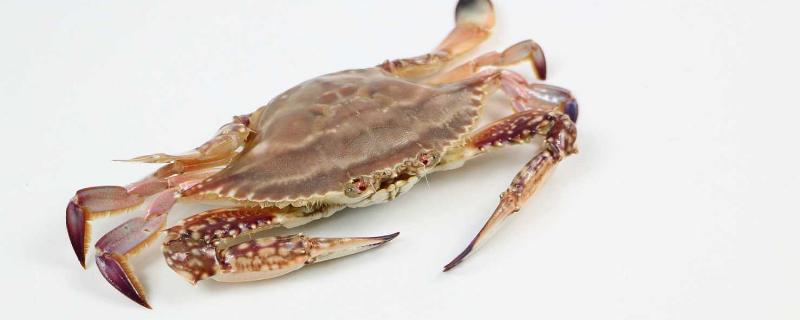 海蟹河蟹哪个嘌呤高 河蟹和螃蟹嘌呤