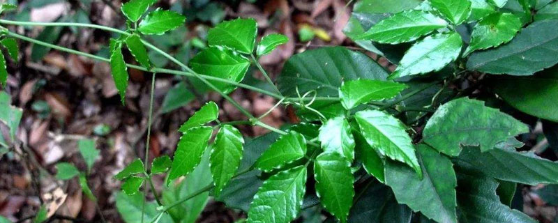 高利润药材种植，需根据各地的环境特征来选择合适的品种