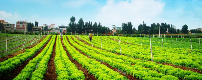 农业种植什么挣钱 种植什么能赚钱