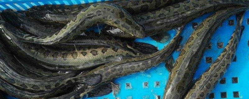 黑鱼养殖成本和利润（黑鱼养殖成本和利润分析）
