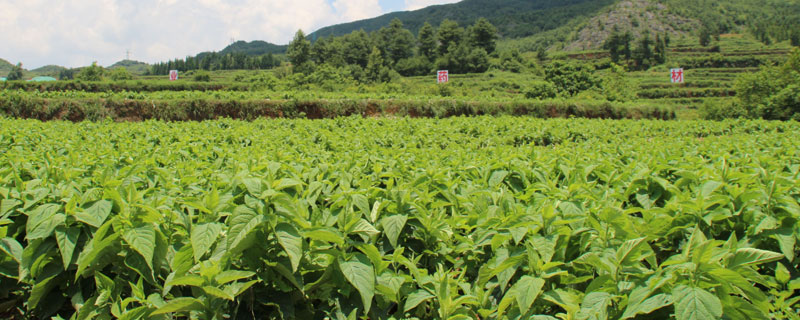 山区适合种植什么药材（山区适合种植什么药材呢）