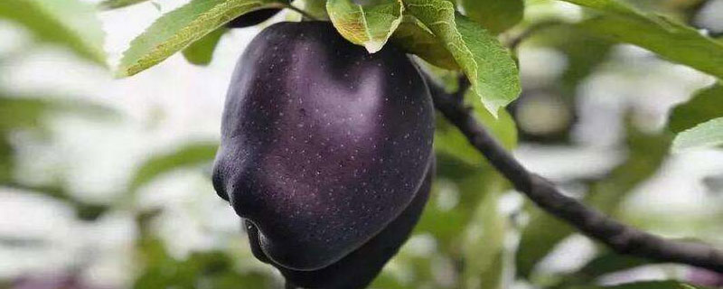 新品种黑苹果树的特性（黑色苹果树）
