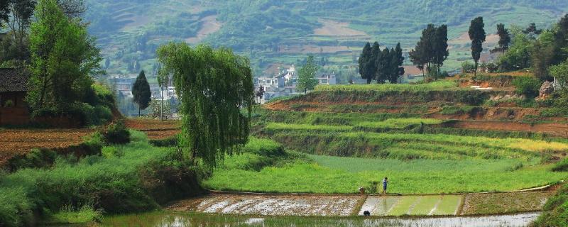 农村特色种植项目 农村特色种植项目北方