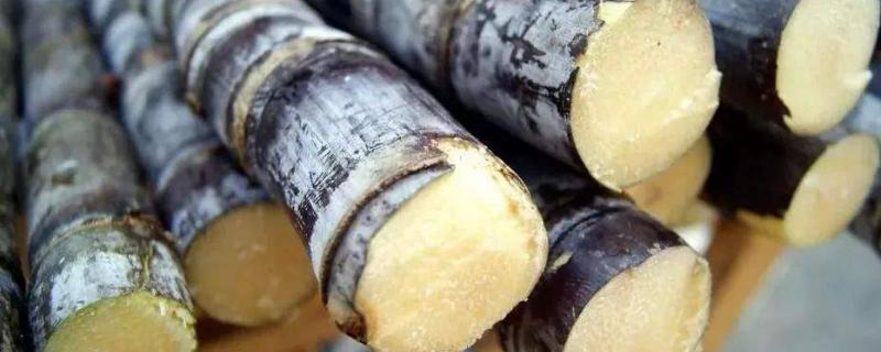 甘蔗外面红了还可以吃吗 甘蔗外皮有点红能吃吗