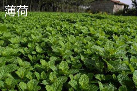 哪些野菜种植前景好 野菜种植一亩能挣多少钱