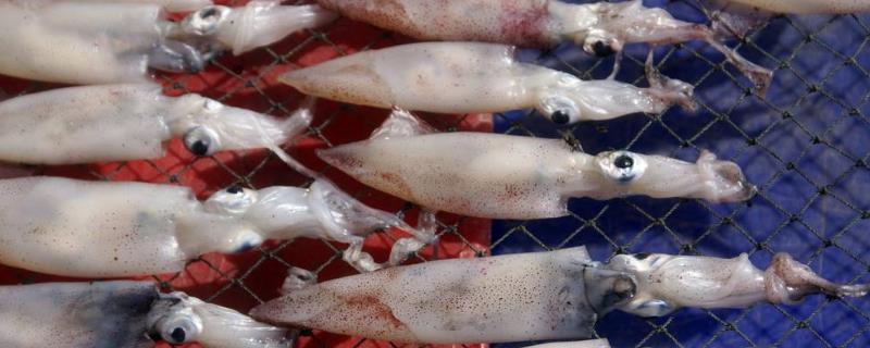 鱿鱼是发物吗?鱿鱼是海鲜吗?