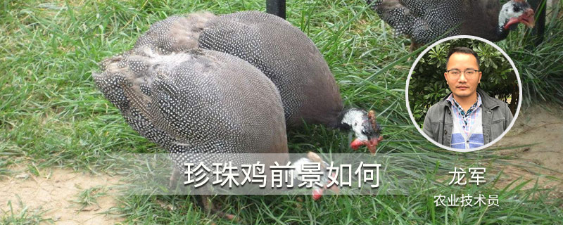 珍珠鸡前景如何 珍珠鸡养殖前景怎么样