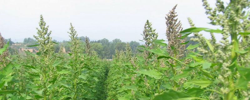 藜麦的种植效益怎么样（藜麦的种植效益怎么样视频）