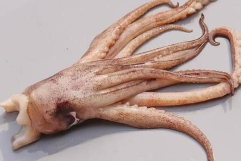 鱿鱼是发物吗?鱿鱼是海鲜吗?