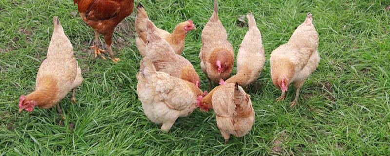 土鸡养殖技术及鸡场建设方案（土鸡养殖技术与管理）