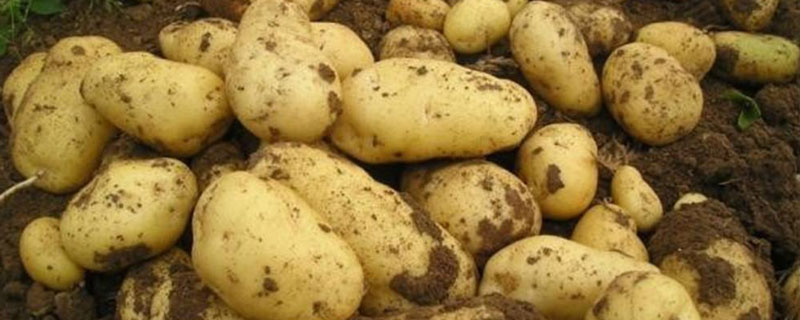 山东土豆种植时间 山东土豆种植时间和生长期