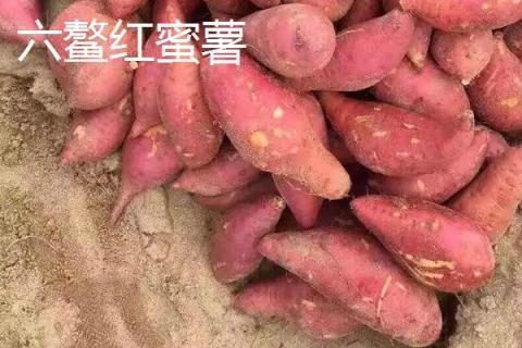 蜜薯是转基因的吗 蜜薯有哪些品种