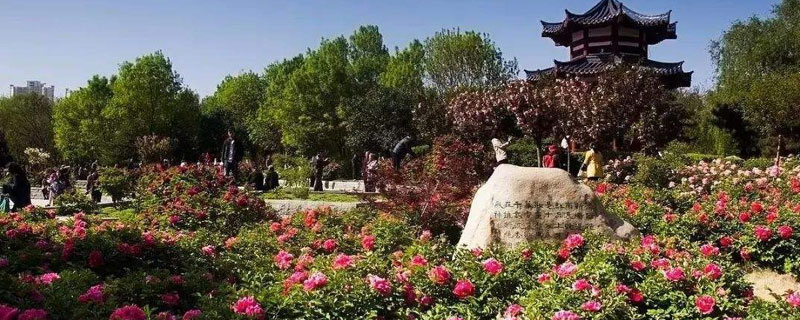 洛阳花会什么时候开始，4月至5月各牡丹品种争相盛开