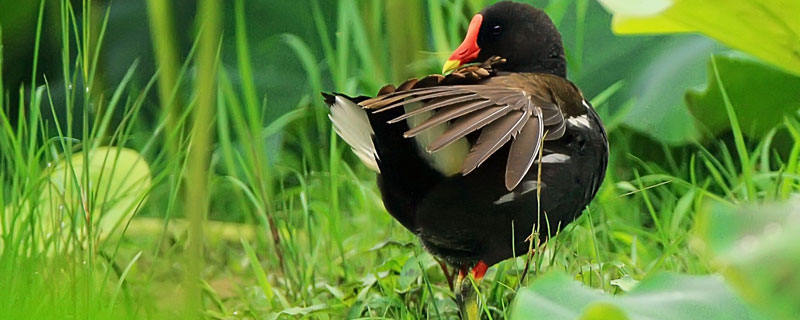 黑水鸡是几级保护动物 野生黑水鸡是几级保护动物