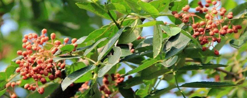 花椒病虫害用药防治表 花椒病虫害防治图谱