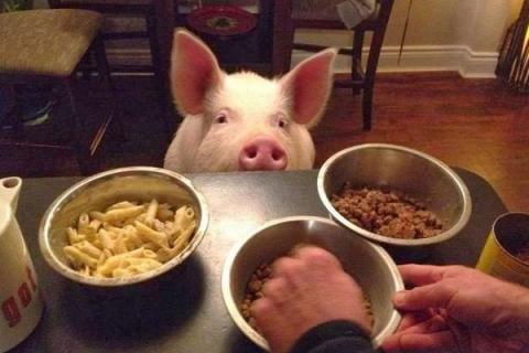 宠物猪吃什么