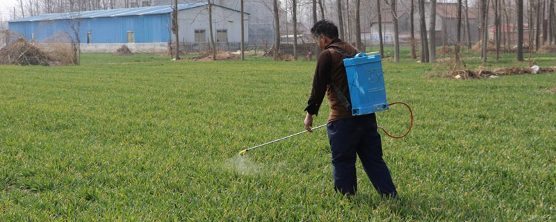 麦子除草剂什么时候打 麦子除草剂什么时候打最好