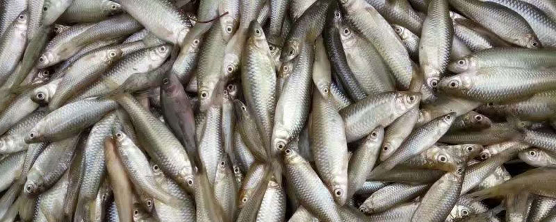 麦穗鱼高密度养殖 工厂化高密度养殖麦穗鱼