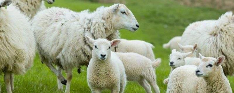 双羔母羊只认一个羊羔咋办，双羔母羊如何辨别