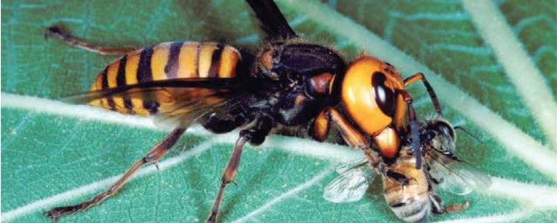 虎头蜂有几种，虎头蜂和蜜蜂的区别