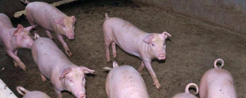 猪瘟和猪流感的区别，猪瘟有哪些症状