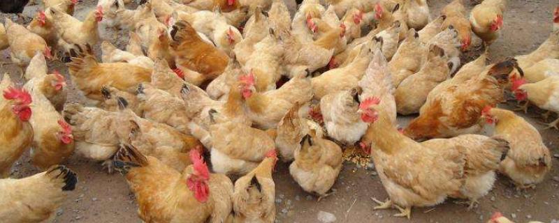 鸡的生物学分类，鸡的寿命有多长 鸡的生物学分类,鸡的寿命有多长呢