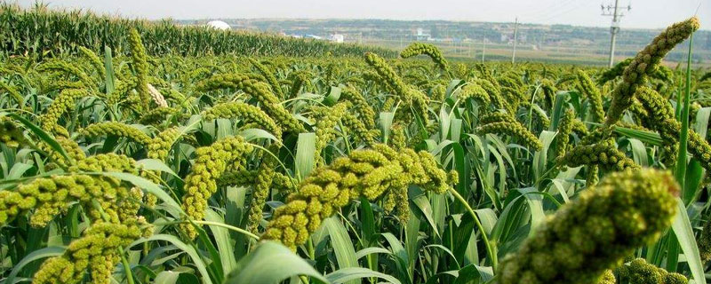 谷子种植时间，春谷4月夏谷6月