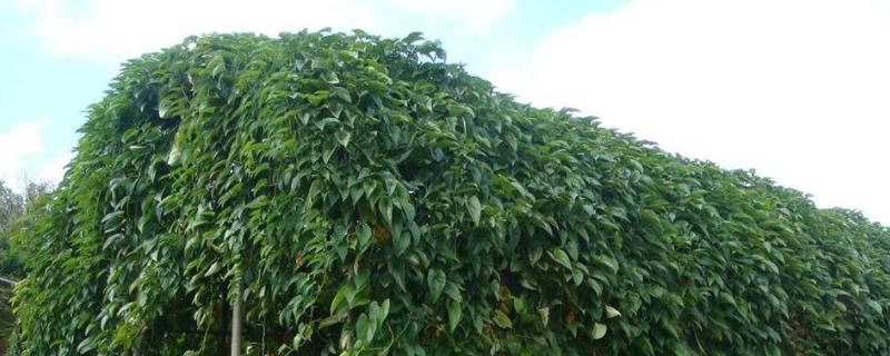 山药悬空种植（山药无土悬空种植视频）