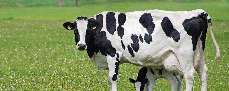 奶牛有角吗，奶牛是公牛还是母牛 奶牛的母牛有角吗