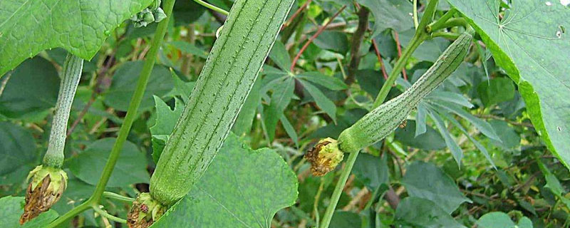 丝瓜的种植时间与方法 丝瓜种植时间及技术要点